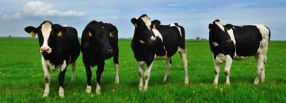 cab-vacas-409x148.jpg