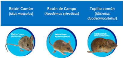 Ratones