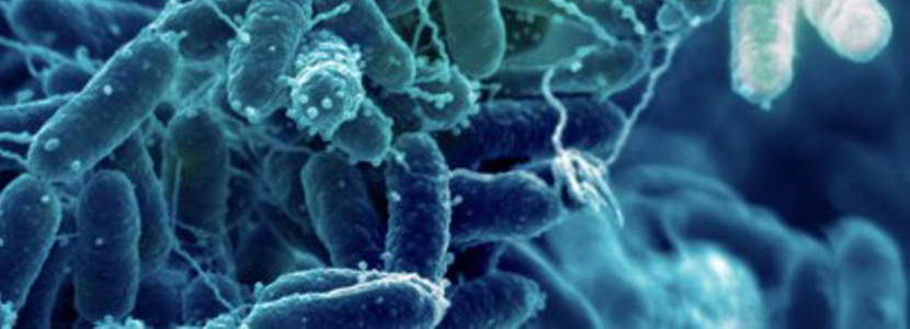 biofilm.png