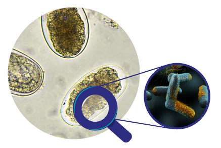 bacterias dentro de protozoo