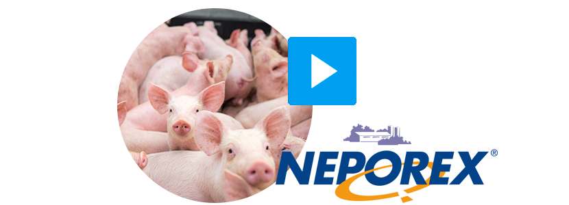 Neporex-porcino.png