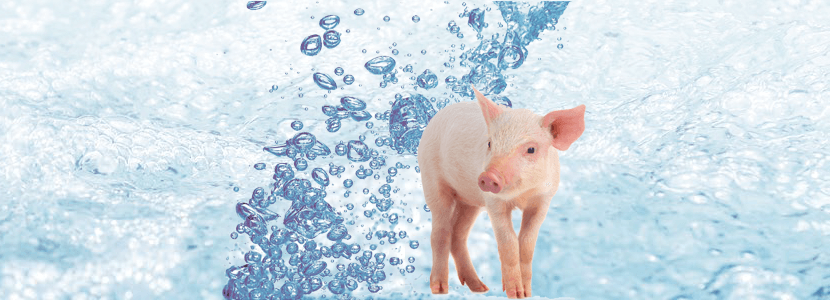 Higiene-agua-cerdos.png