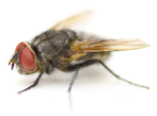 Mosca Doméstica - Biología y claves para su manejo