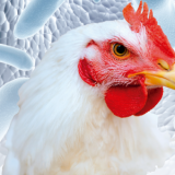 Salmonella