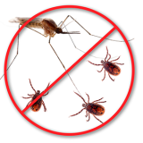 mosquitos