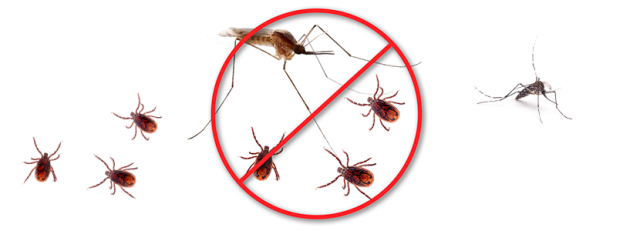 mosquitos
