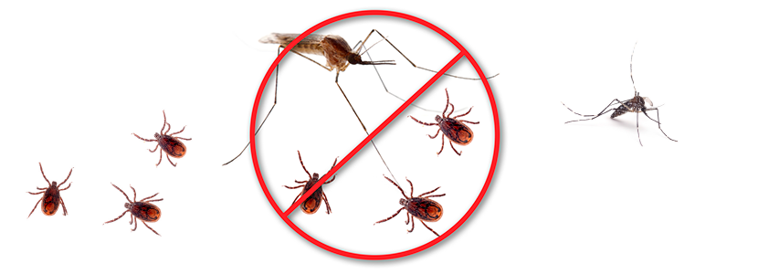mosquitos-cabezal.png