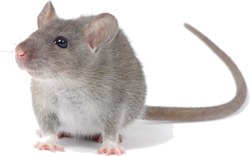 ratones