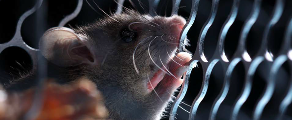 ratones