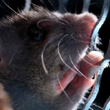 ratones