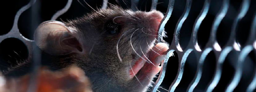ratones-cabezal.png