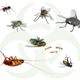 Control de insectos