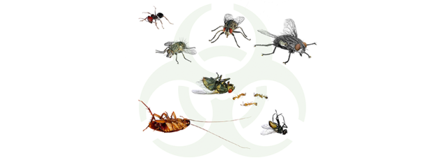 Control de insectos