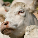 control estratégico de insectos