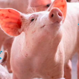 PRRS
