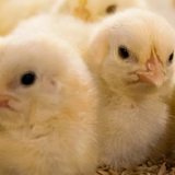 coccidiosis aviar