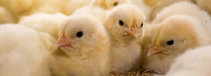 coccidiosis-header.png