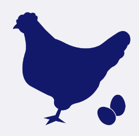 gallina