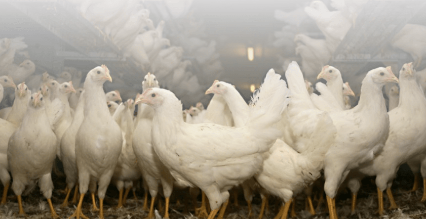 gallinas