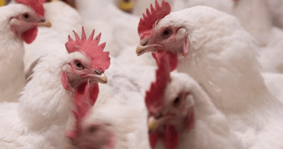 gallinas