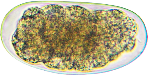coccidios