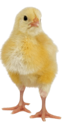 pajaro 
