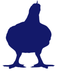 pollo 